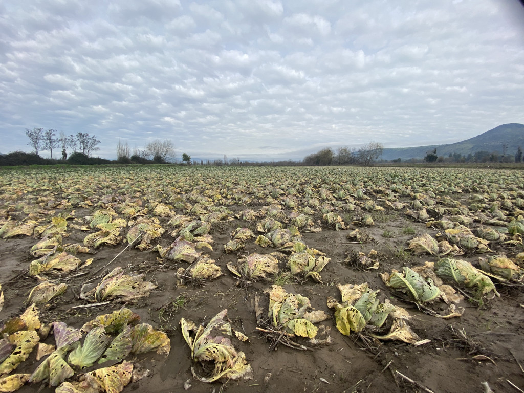 Descripción de la imagen