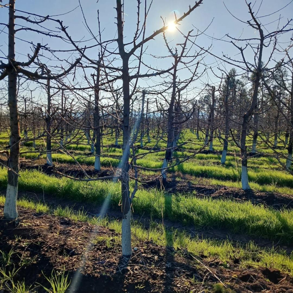 Descripción de la imagen