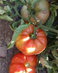 Descripción de la imagen