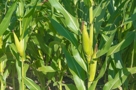 Descripción de la imagen