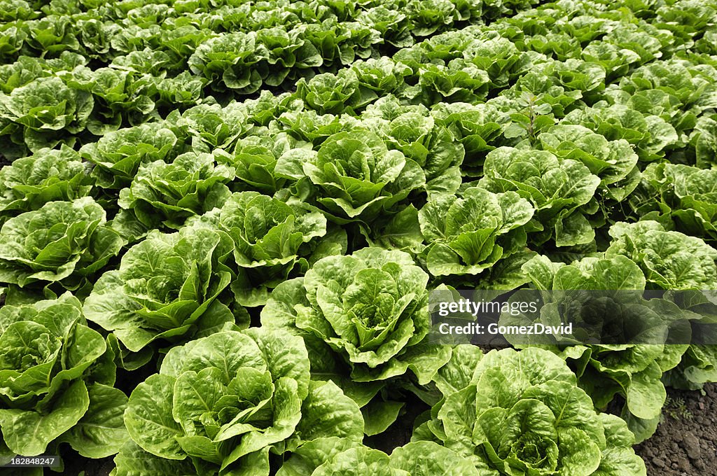 Descripción de la imagen