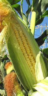 Descripción de la imagen