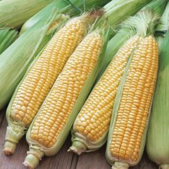 Descripción de la imagen