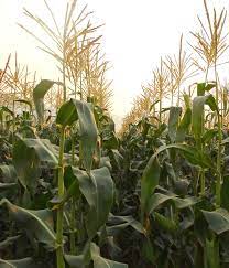 Descripción de la imagen