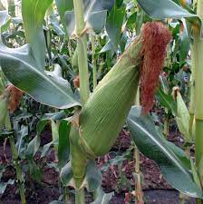 Descripción de la imagen