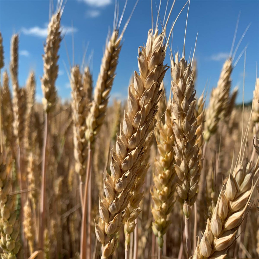 Descripción de la imagen