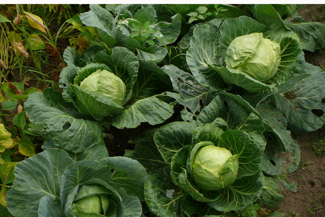 Descripción de la imagen