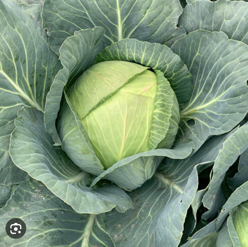 Descripción de la imagen