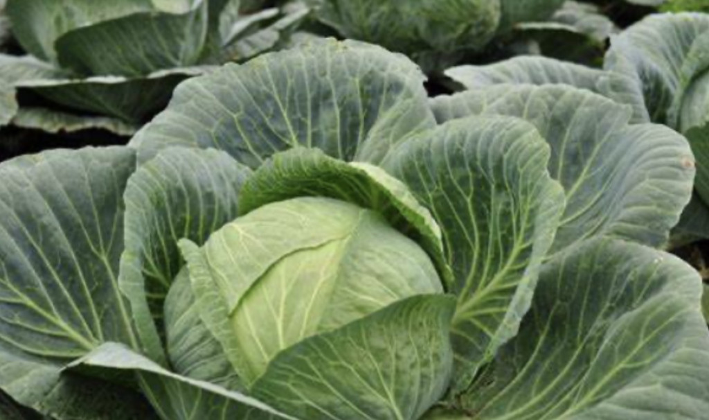 Descripción de la imagen