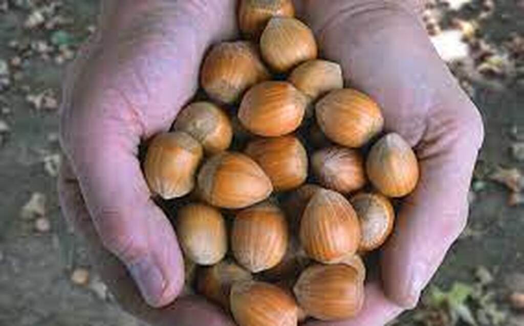 Descripción de la imagen