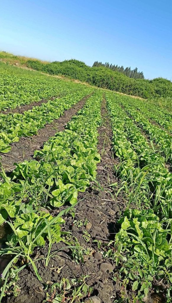 Descripción de la imagen