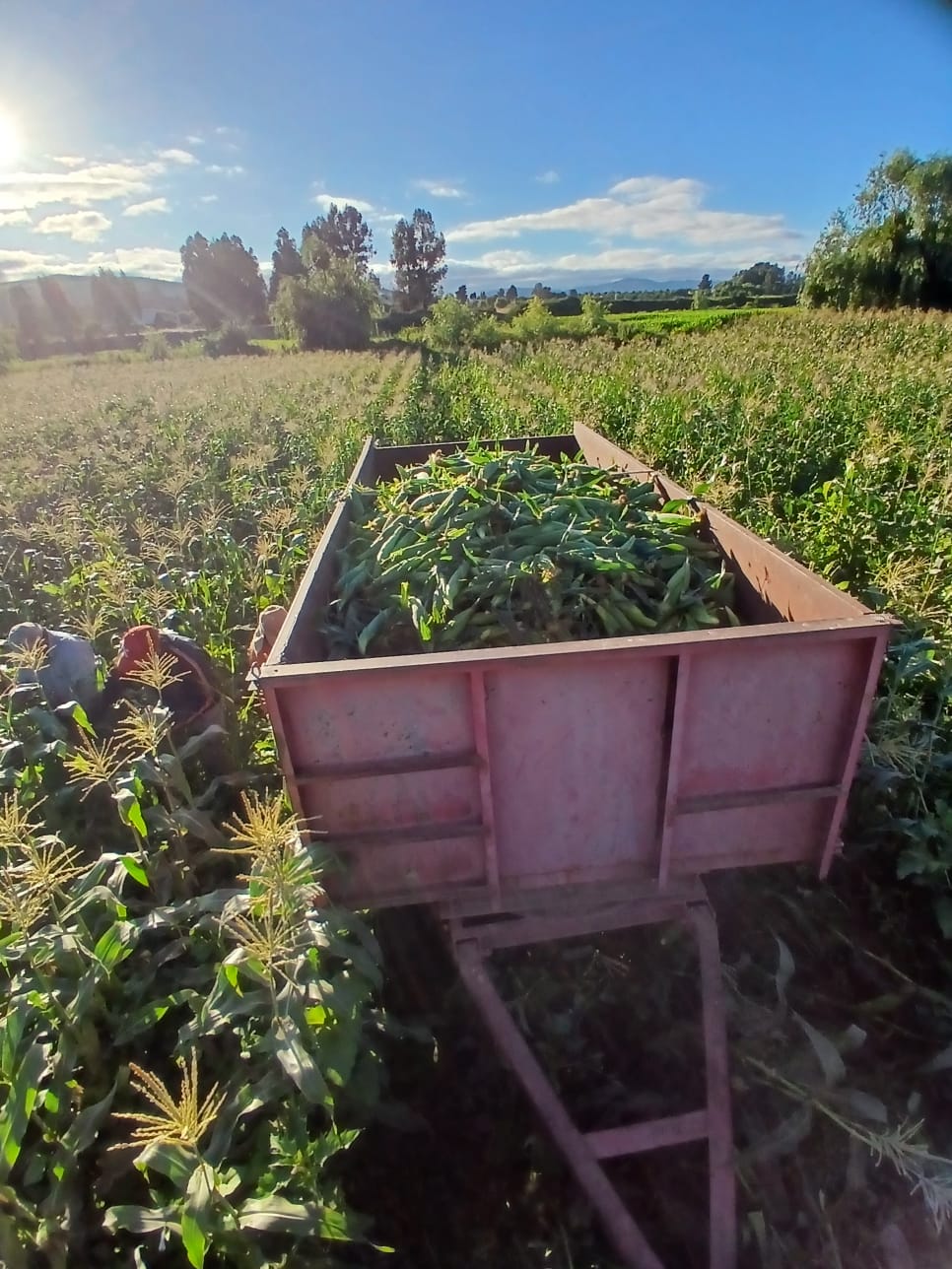 Descripción de la imagen