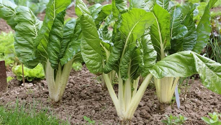 Descripción de la imagen